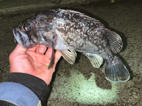 クロソイの釣果