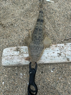 マゴチの釣果