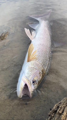 イトウの釣果