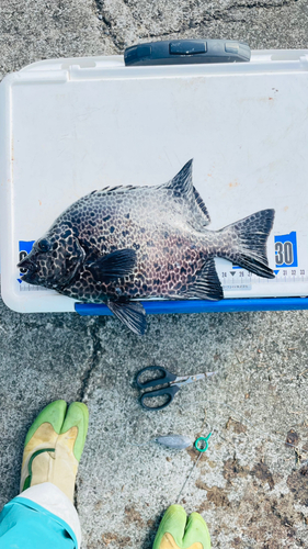 イシガキダイの釣果