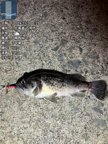 クロソイの釣果