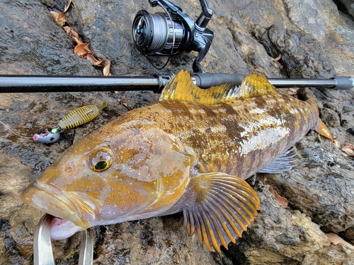 アイナメの釣果