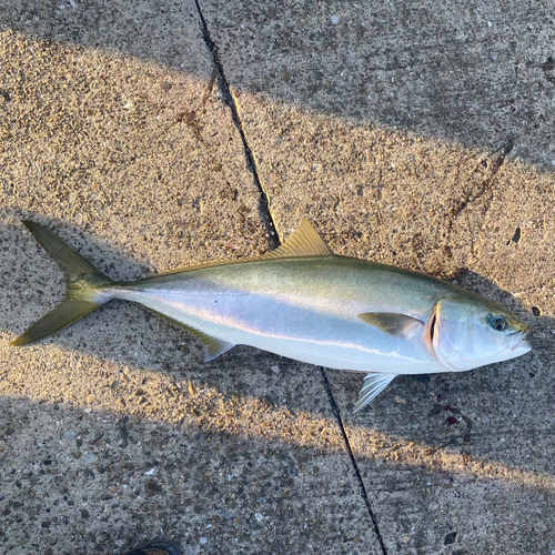 ブリの釣果