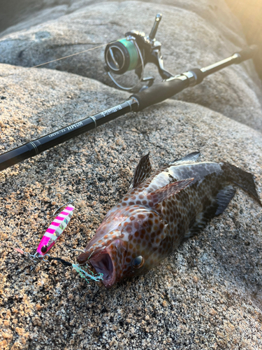 オオモンハタの釣果