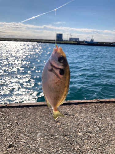 アイゴの釣果