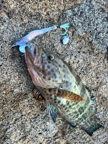 オオモンハタの釣果