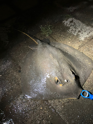 アカエイの釣果