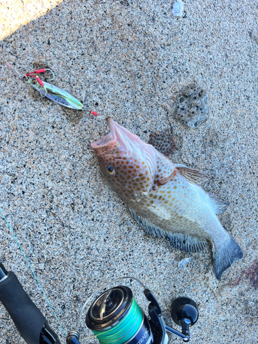 オオモンハタの釣果