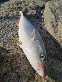 ハマチの釣果