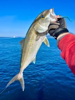 ネリゴの釣果