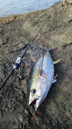 キハダマグロの釣果