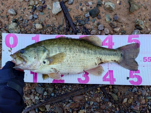 ブラックバスの釣果