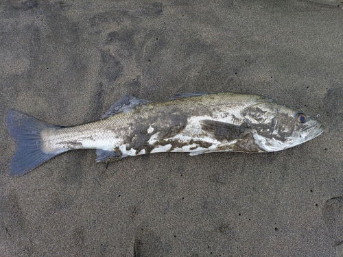 スズキの釣果