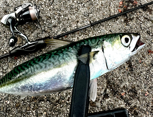 マサバの釣果