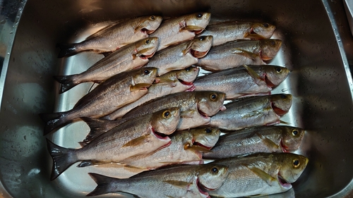 イサキの釣果