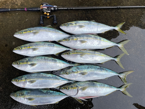 イナダの釣果