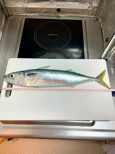 サバの釣果