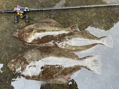 ヒラメの釣果