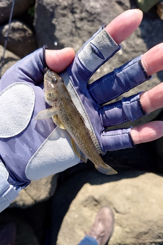 マハゼの釣果