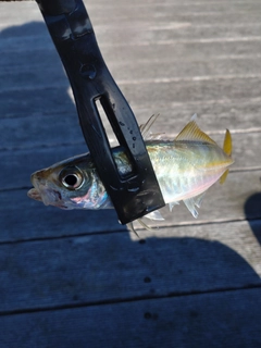 マアジの釣果