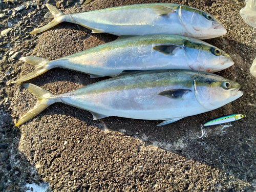 ハマチの釣果