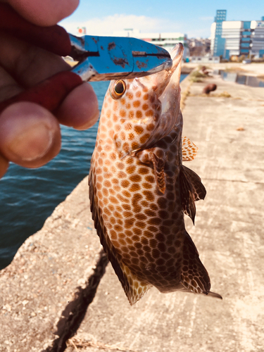 マハタの釣果