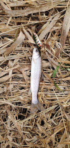 アメマスの釣果