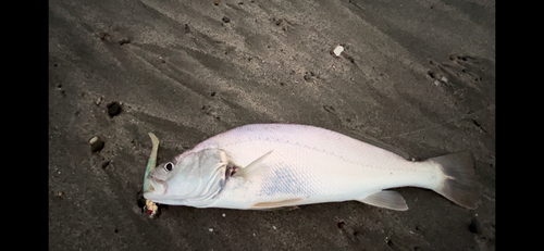 ニベの釣果