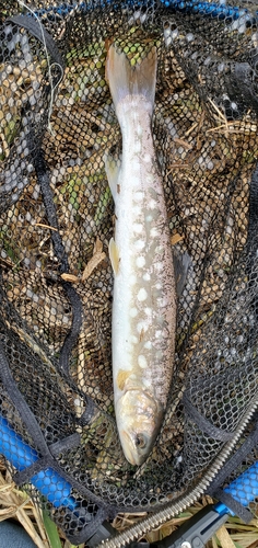 アメマスの釣果