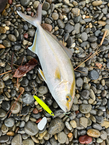 ショゴの釣果