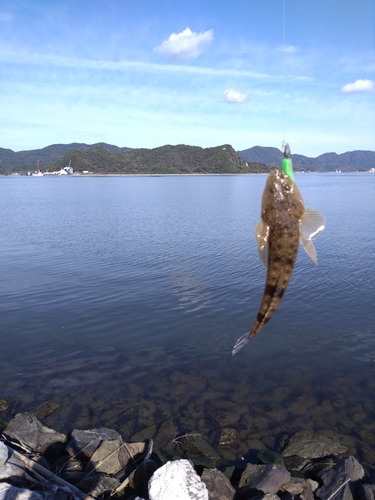 マゴチの釣果