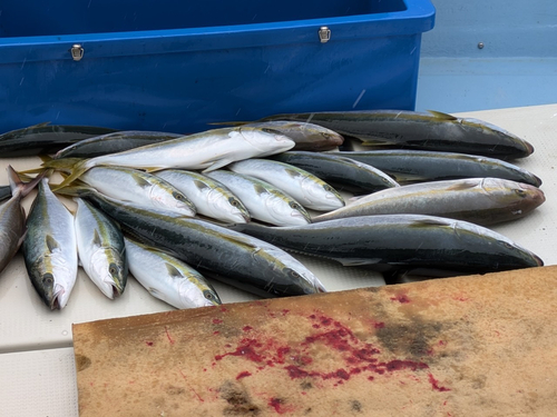 カンパチの釣果