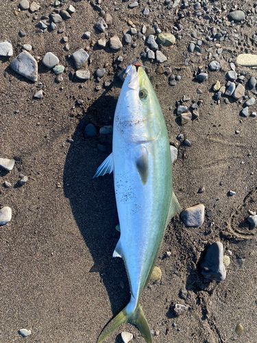 ブリの釣果