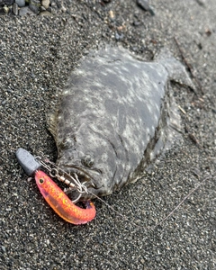 ソゲの釣果