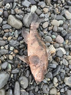 オオモンハタの釣果