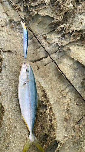 ツバスの釣果