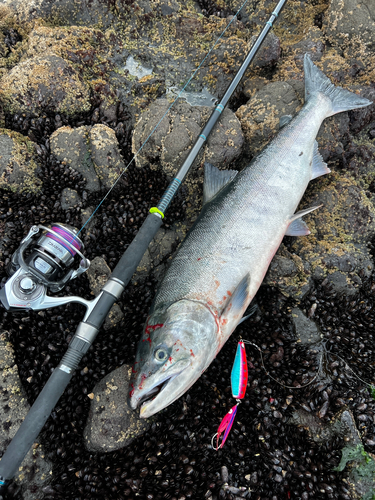 サケの釣果