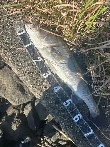 スズキの釣果