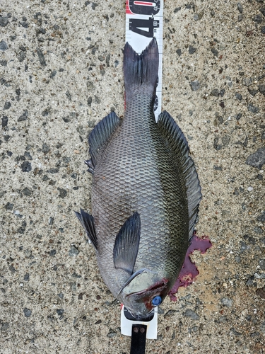 クチブトグレの釣果