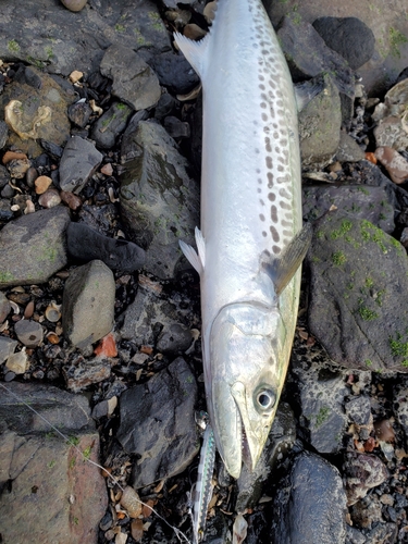 サゴシの釣果