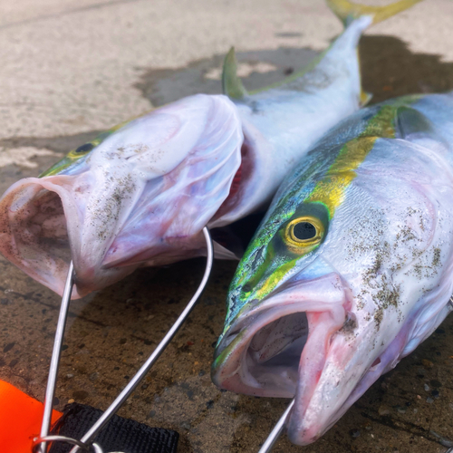 イナダの釣果