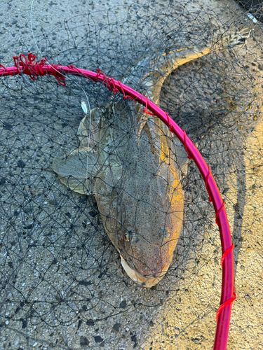 コチの釣果