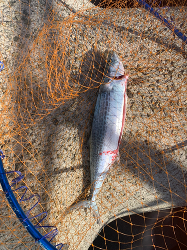 サゴシの釣果