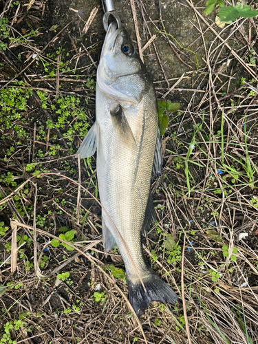 フッコ（マルスズキ）の釣果