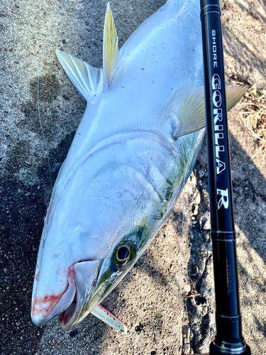 メジロの釣果