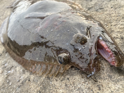 ヒラメの釣果