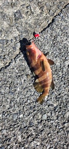 オオモンハタの釣果