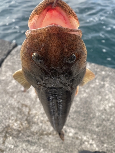 マゴチの釣果