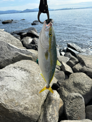 ヤズの釣果