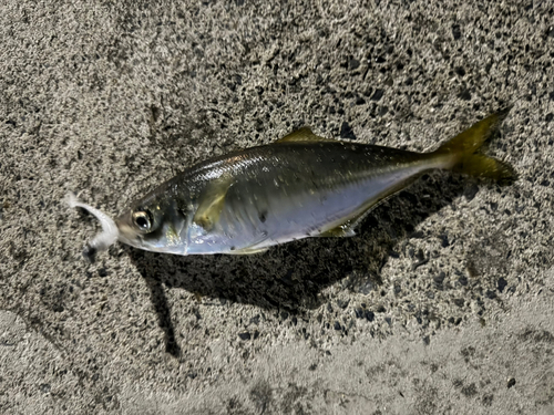 マアジの釣果